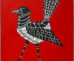 Willie Wagtail by Jason Jakiel
