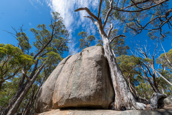 Pre-Conference Liyanganyuk Banyul (Mt Alexander) Tour